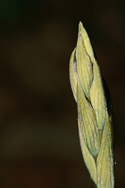 Boccioli da determinare: Limodorum sp.